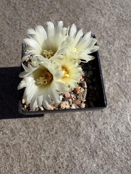 Strombocactus disciformis